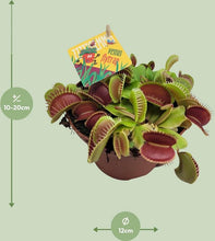 Afbeelding in Gallery-weergave laden, Floraya - 2x Venus vliegenval - Dionaea Muscipula - Pot Ø12cm - Hoogte 12cm
