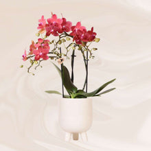 Afbeelding in Gallery-weergave laden, Floraya - Phalaenopsis orchidee Rood in pot gummy creme - pot Ø9cm - Hoogte 40cm
