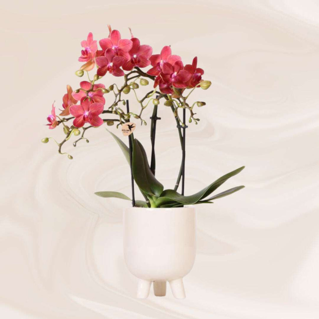 Floraya - Phalaenopsis orchidee Rood in pot gummy creme - pot Ø9cm - Hoogte 40cm