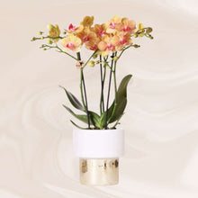 Afbeelding in Gallery-weergave laden, Floraya - Phalaenopsis orchidee Oranje in pot Lush - pot Ø9cm - Hoogte 40cm
