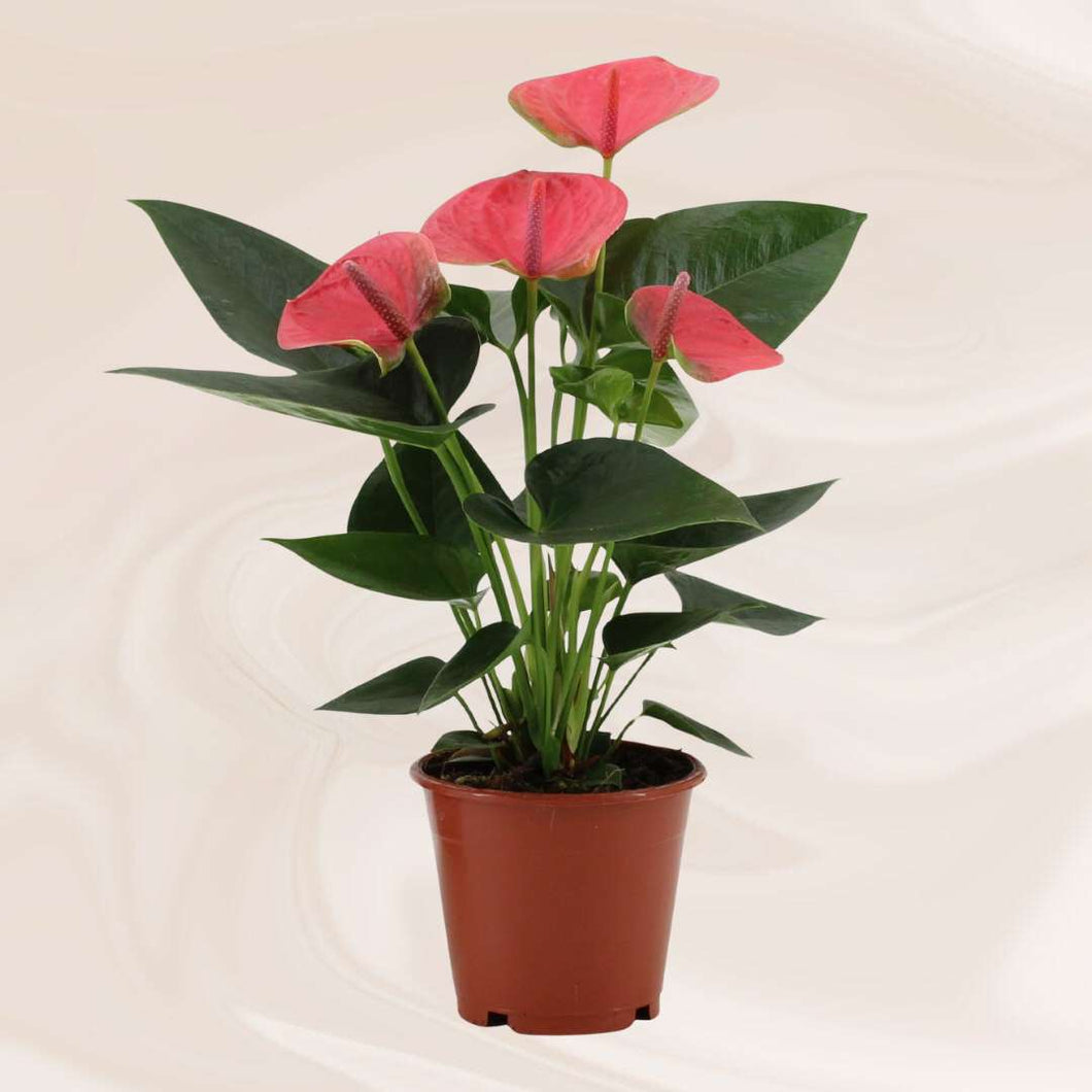 Floraya - Flamingoplant - Anthurium Sweet Dream -pot Ø12cm - Hoogte 36cm