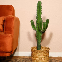 Afbeelding in Gallery-weergave laden, Floraya - Cowboy cactus - Euphorbia Acrurensis - Pot Ø24 cm - Hoogte 95 cm
