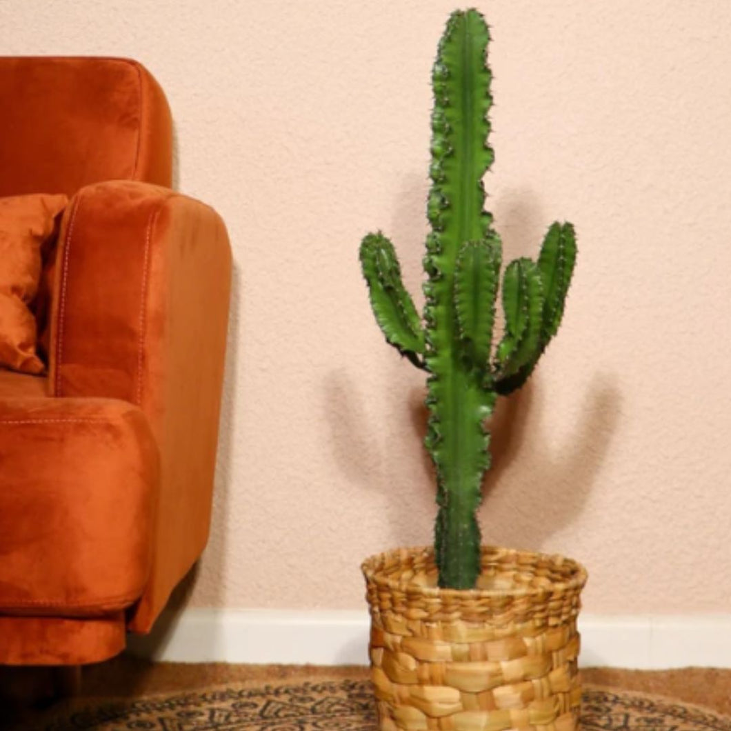 Floraya - Cowboy cactus - Euphorbia Acrurensis - Pot Ø24 cm - Hoogte 95 cm