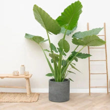 Afbeelding in Gallery-weergave laden, Floraya - Olifantsoor - Alocasia Macrorrhiza - Pot ø45 cm - Hoogte 200 cm
