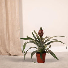 Afbeelding in Gallery-weergave laden, Floraya - Ananasplant Rosita of Mi Amigo - Pot Ø12 cm - Hoogte 30 cm
