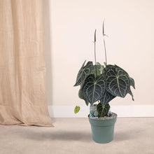 Afbeelding in Gallery-weergave laden, Floraya - Aderplant - Anthurium Clarinervium - Pot Ø30 cm - Hoogte 75 cm
