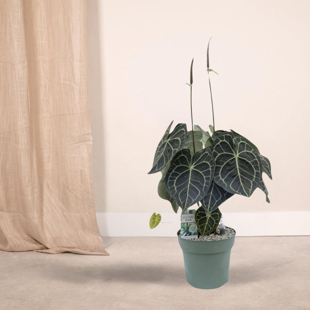 Floraya - Aderplant - Anthurium Clarinervium - Pot Ø30 cm - Hoogte 75 cm
