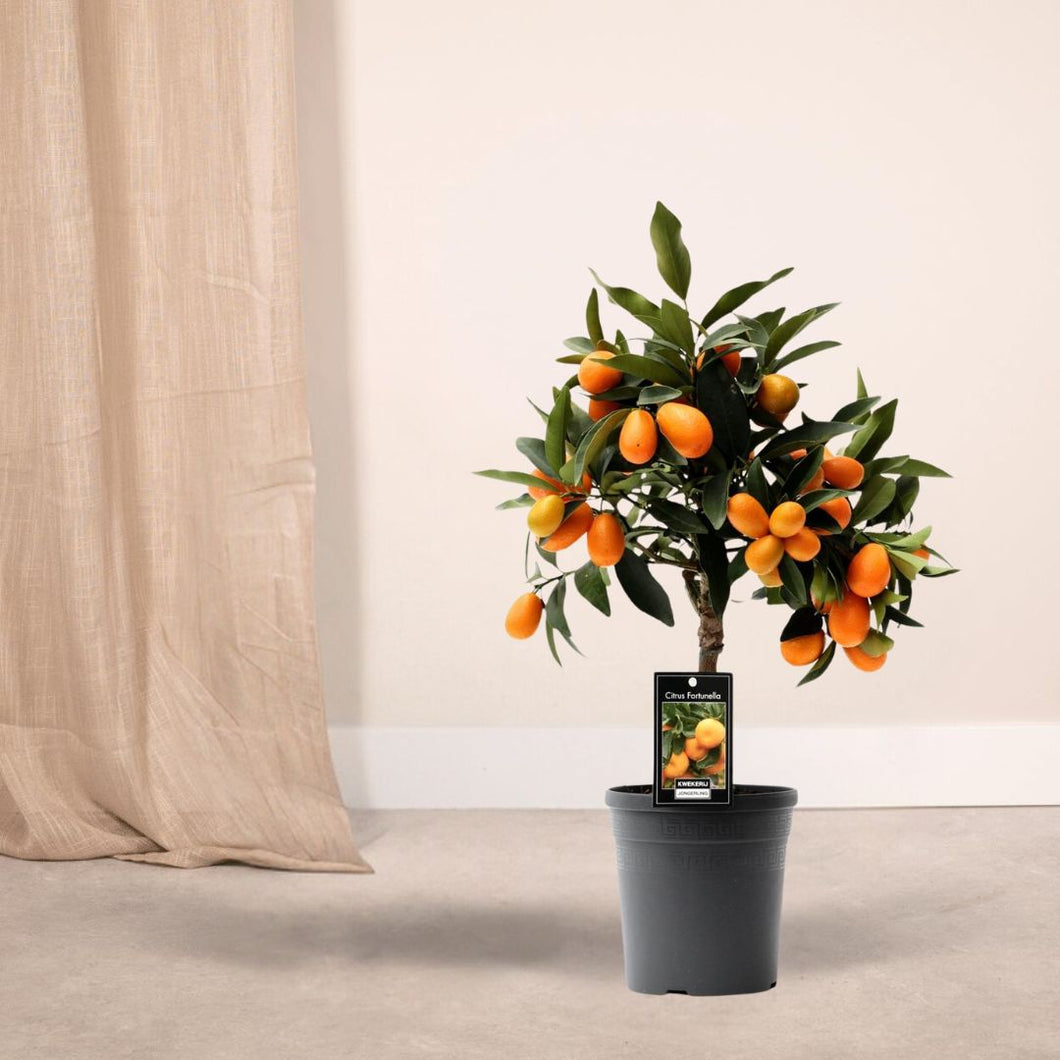 Floraya - Citrus Kumquat - Pot Ø16 cm - Hoogte 45 cm
