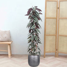 Afbeelding in Gallery-weergave laden, Floraya - Begonia - Cissus discolor pyramide - Pot ø27 cm - Hoogte 150 cm
