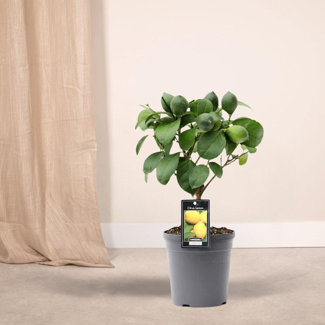 Floraya - Citrus Lemon - Pot Ø15 cm - Hoogte 35 cm