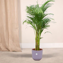 Afbeelding in Gallery-weergave laden, Floraya - Goudpalm/Areca palm met pot - Diverse kleuren-Pot Ø26cm - Hoogte 140cm
