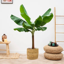 Afbeelding in Gallery-weergave laden, Floraya - Bananenplant - Musa - Pot ø30 cm - Hoogte 225 cm
