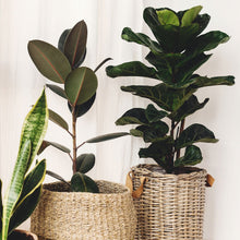 Afbeelding in Gallery-weergave laden, Floraya - Vioolbladboom - Ficus Lyrata - Pot Ø21 cm - Hoogte 90 cm
