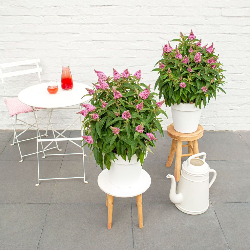 Floraya - Set 2 x Buddleja Candy Little Pink - Pot Ø17 cm - Hoogte 40 cm