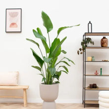 Afbeelding in Gallery-weergave laden, Floraya - Strelitzia Augusta + pot Scandi -Div. kleuren - Pot Ø41cm - Hoogte 210cm
