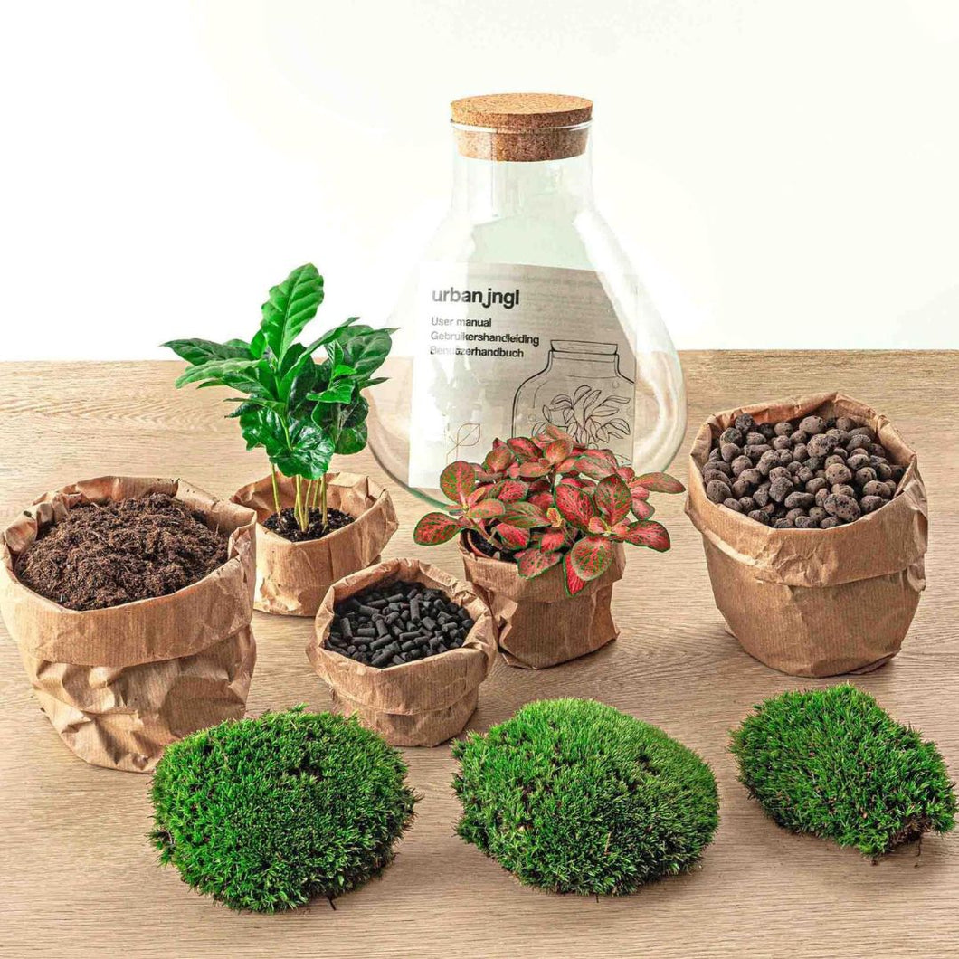 Floraya - DIY terrarium - Sammie Coffea - Hoogte 27cm - Doorsnede 22,5cm