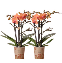 Afbeelding in Gallery-weergave laden, Floraya - Set 2 oranje Phalaenopsis orchideeën - Pot Ø9 cm - Hoogte 35 cm
