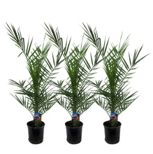 Afbeelding in Gallery-weergave laden, Floraya - Set 3x Canarische Dadelpalm - Hoogte 70/80 cm - Pot Ø15 cm
