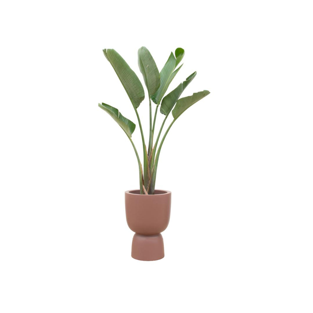 Floraya - Strelitzia Augusta + pot Scandi -Div. kleuren - Pot Ø41cm - Hoogte 210cm