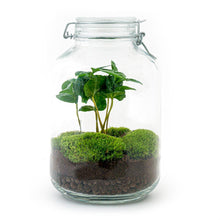 Afbeelding in Gallery-weergave laden, Floraya - DIY terrarium - Coffea Arabica - Hoogte 28cm - Doorsnede 18cm
