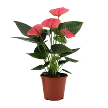 Afbeelding in Gallery-weergave laden, Floraya - Flamingoplant - Anthurium Sweet Dream -pot Ø12cm - Hoogte 36cm
