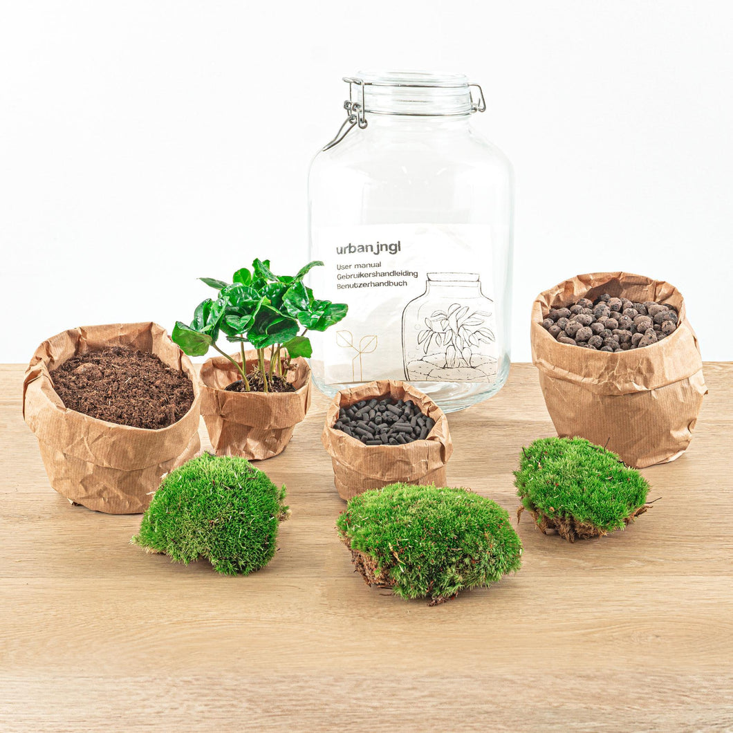 Floraya - DIY terrarium - Coffea Arabica - Hoogte 28cm - Doorsnede 18cm