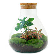 Afbeelding in Gallery-weergave laden, Floraya - DIY terrarium - Sammie Coffea - Hoogte 27cm - Doorsnede 22,5cm
