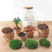 Afbeelding in Gallery-weergave laden, Floraya - DIY terrarium - Teddy bonsai - Hoogte 26,5cm - Doorsnede 25cm
