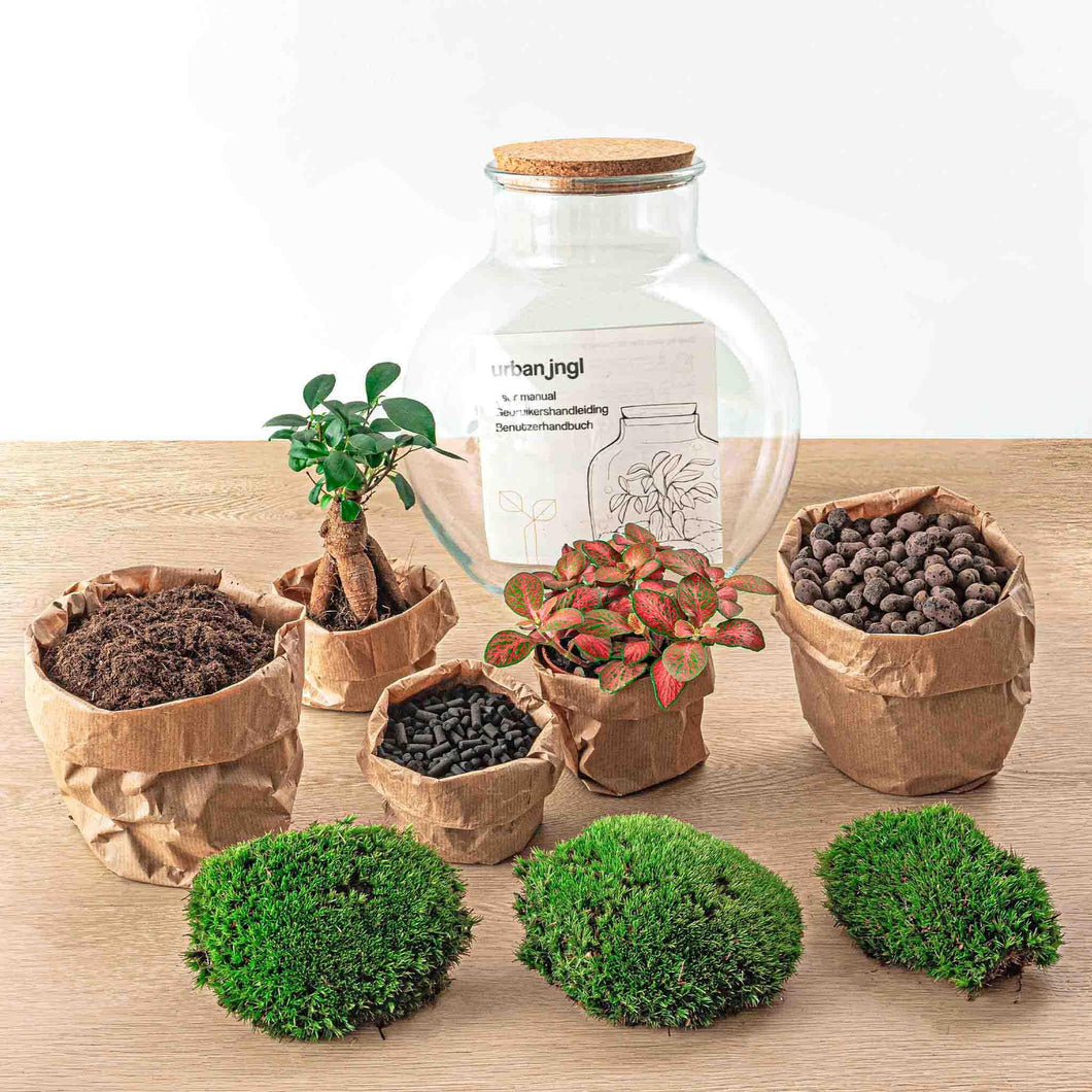 Floraya - DIY terrarium - Teddy bonsai - Hoogte 26,5cm - Doorsnede 25cm