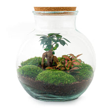 Afbeelding in Gallery-weergave laden, Floraya - DIY terrarium - Teddy bonsai - Hoogte 26,5cm - Doorsnede 25cm
