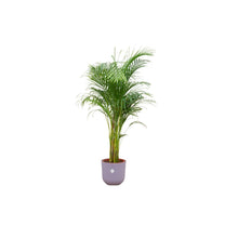 Afbeelding in Gallery-weergave laden, Floraya - Goudpalm/Areca palm met pot - Diverse kleuren-Pot Ø26cm - Hoogte 140cm
