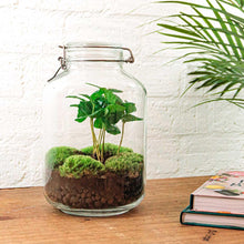 Afbeelding in Gallery-weergave laden, Floraya - DIY terrarium - Coffea Arabica - Hoogte 28cm - Doorsnede 18cm
