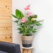 Afbeelding in Gallery-weergave laden, Floraya - Anthurium Pink explosion met mand - Pot Ø17cm - Hoogte 55cm
