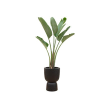 Afbeelding in Gallery-weergave laden, Floraya - Strelitzia Augusta + pot Scandi -Div. kleuren - Pot Ø41cm - Hoogte 210cm
