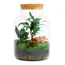 Afbeelding in Gallery-weergave laden, Floraya - DIY terrarium - Milky Palm - Hoogte 30cm - Doorsnede 21cm
