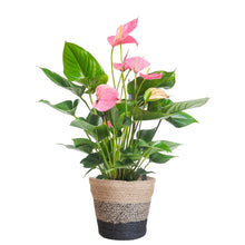 Afbeelding in Gallery-weergave laden, Floraya - Anthurium Pink explosion met mand - Pot Ø17cm - Hoogte 55cm
