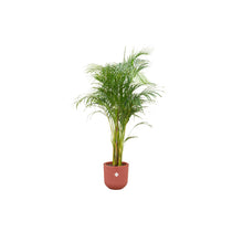 Afbeelding in Gallery-weergave laden, Floraya - Goudpalm/Areca palm met pot - Diverse kleuren-Pot Ø26cm - Hoogte 140cm
