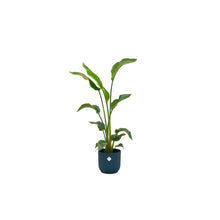 Afbeelding in Gallery-weergave laden, Floraya - Strelitzia Nicolai+Pot Vibes - Div. Kleuren Pot Ø22cm - Hoogte 100cm
