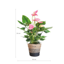 Afbeelding in Gallery-weergave laden, Floraya - Anthurium Pink explosion met mand - Pot Ø17cm - Hoogte 55cm
