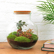 Afbeelding in Gallery-weergave laden, Floraya - DIY terrarium - Teddy bonsai - Hoogte 26,5cm - Doorsnede 25cm
