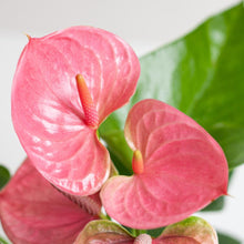 Afbeelding in Gallery-weergave laden, Floraya - Anthurium Pink explosion met mand - Pot Ø17cm - Hoogte 55cm
