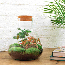 Afbeelding in Gallery-weergave laden, Floraya - DIY terrarium - Sammie Coffea - Hoogte 27cm - Doorsnede 22,5cm
