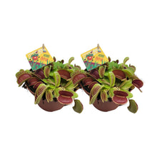 Afbeelding in Gallery-weergave laden, Floraya - 2x Venus vliegenval - Dionaea Muscipula - Pot Ø12cm - Hoogte 12cm
