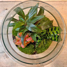 Afbeelding in Gallery-weergave laden, Floraya - DIY terrarium - Milky Palm - Hoogte 30cm - Doorsnede 21cm
