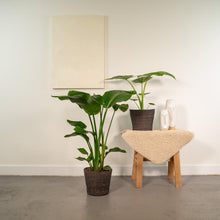 Afbeelding in Gallery-weergave laden, Floraya - Strelitzia Nicolai - ↨85cm + Alocasia Macrorrhiza ↨70cm - Pot Ø19cm
