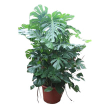 Afbeelding in Gallery-weergave laden, Floraya - Gatenplant - Monstera Deliciosa XXXL - Pot 50 cm - Hoogte 200 cm
