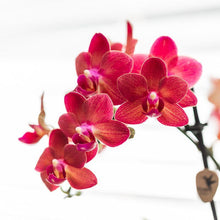 Afbeelding in Gallery-weergave laden, Floraya - Phalaenopsis orchidee Rood in pot gummy creme - pot Ø9cm - Hoogte 40cm
