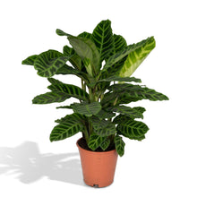 Afbeelding in Gallery-weergave laden, Floraya - Pauwenplant - Calathea Zebrina - Pot Ø19 cm - Hoogte 65 cm
