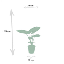 Afbeelding in Gallery-weergave laden, Floraya - Strelitzia Nicolai - ↨85cm + Alocasia Macrorrhiza ↨70cm - Pot Ø19cm
