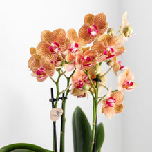 Afbeelding in Gallery-weergave laden, Floraya - Phalaenopsis orchidee Oranje in pot Lush - pot Ø9cm - Hoogte 40cm
